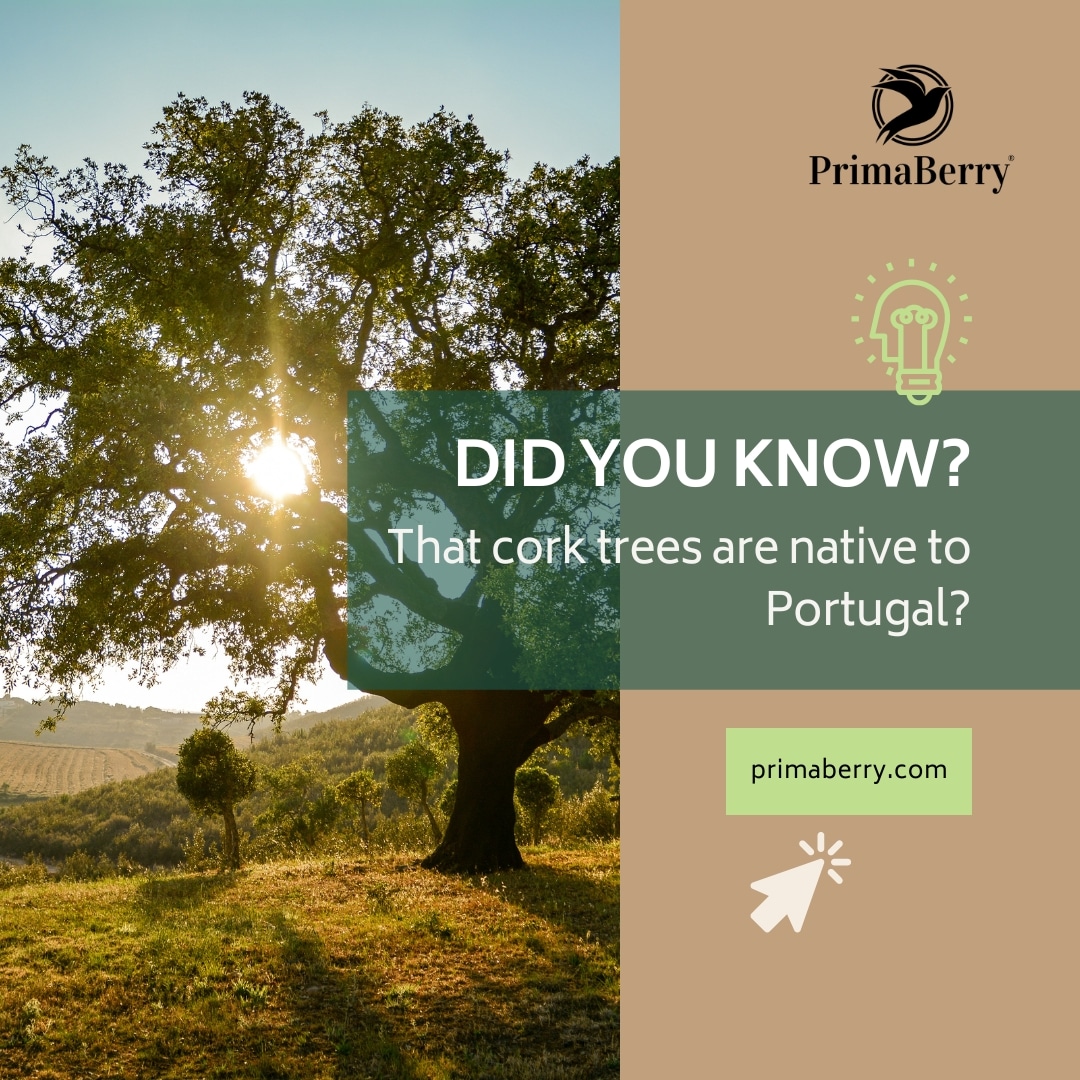 Did you know that cork trees are native to Portugal?

Cork is a sustainable material that comes from the bark of cork trees. It is harvested every 9-12 years without harming the tree.
🌳primaberry.com
#Vegan #corkbags #ecofriendly