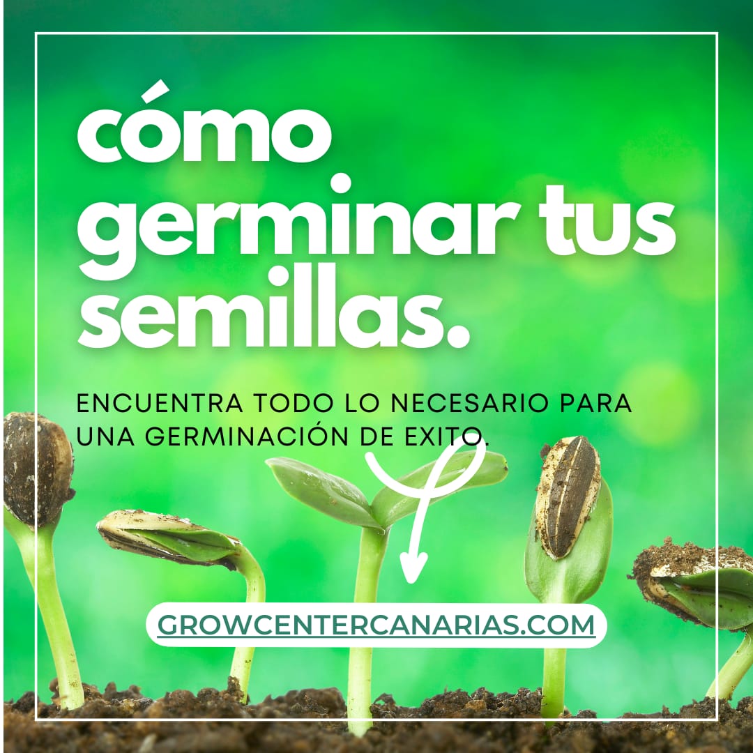 ¿Tienes dudas sobre cómo germinar tus semillas de cannabis? 🌱💧 En Grow Center Canarias, te enseñamos técnicas efectivas para un proceso exitoso. 

#Germinación #GrowCenterCanarias #welovegrowing #growers #cultivo #grow #Canarias # seeds #cannabistips #growyourown #cosechapropia