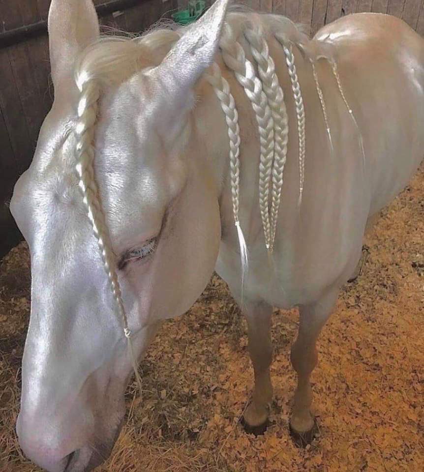 Un caballo de cuento de hadas

El Akhal-teke, es una raza de caballos de más de 3.000 años. Como si estuviera tejida con seda y perlas, la raza es originaria de Turkmenistán, donde es un símbolo nacional. 

También se le llama el caballo "dorado" debido a su apariencia. Quedan