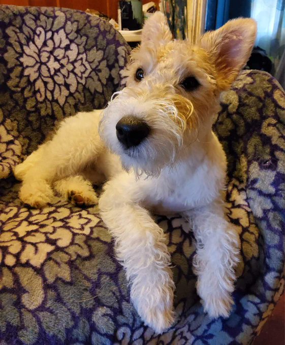 My name is Penelope Pumpernickel and I need friends and followers. Please #RT me and be my buddy.   
#dogs #dogsoftwitter #dogsofinstagram #terriers #wirefoxterrier #dogslife #puppy