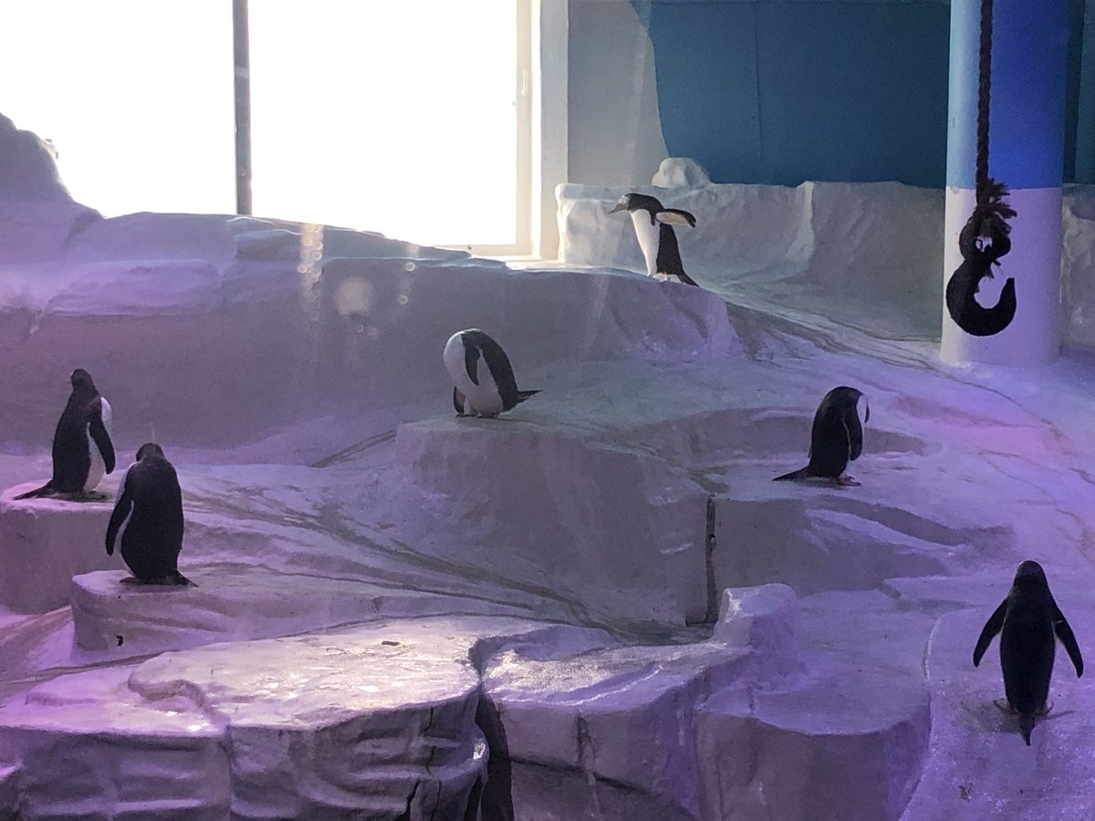 suzanne_robyn's tweet photo. Day 2 and again the weather was kind to us. Year 10 spent the day @TheDeepHull with a picnic in the sunshine afterwards. Year 9 spent the day with the army @The_Black_Rats whose team included 2 staff who used to come to Havelock. Great day!#haf2023 @educationgovuk https://t.co/QndBEteHYO