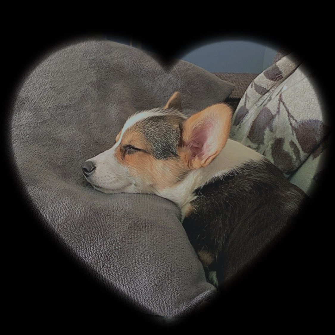 A Happy old loaf Ollie and a crazy puppy Yenn🥰
•
Have a wonderful #tuesday everyone and stay safe ❤️
•
•
•
#corgi #majesticdog #corgilove #corgipuppy #seniordog #tricolorcorgi #corgicommunity #corgination #canadiandogs #PembrokeWelshCorgi #corgicrew