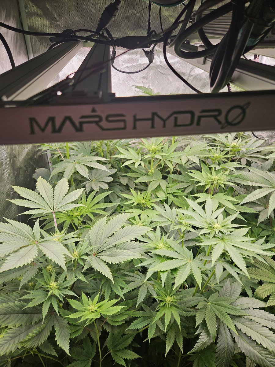 JamesHolleran22's tweet photo. Day 15 of flower under the FCE4800 Smart edition with 4 inch exhaust/ ventilation with carbon filtration @MarsHydroLight @Coco_Pan2022 https://t.co/DLWHu8YX5b