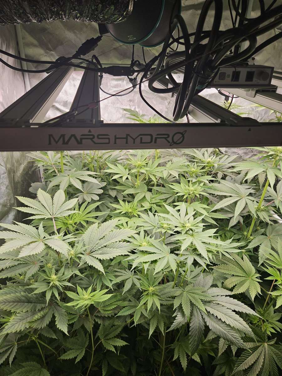 JamesHolleran22's tweet photo. Day 15 of flower under the FCE4800 Smart edition with 4 inch exhaust/ ventilation with carbon filtration @MarsHydroLight @Coco_Pan2022 https://t.co/DLWHu8YX5b