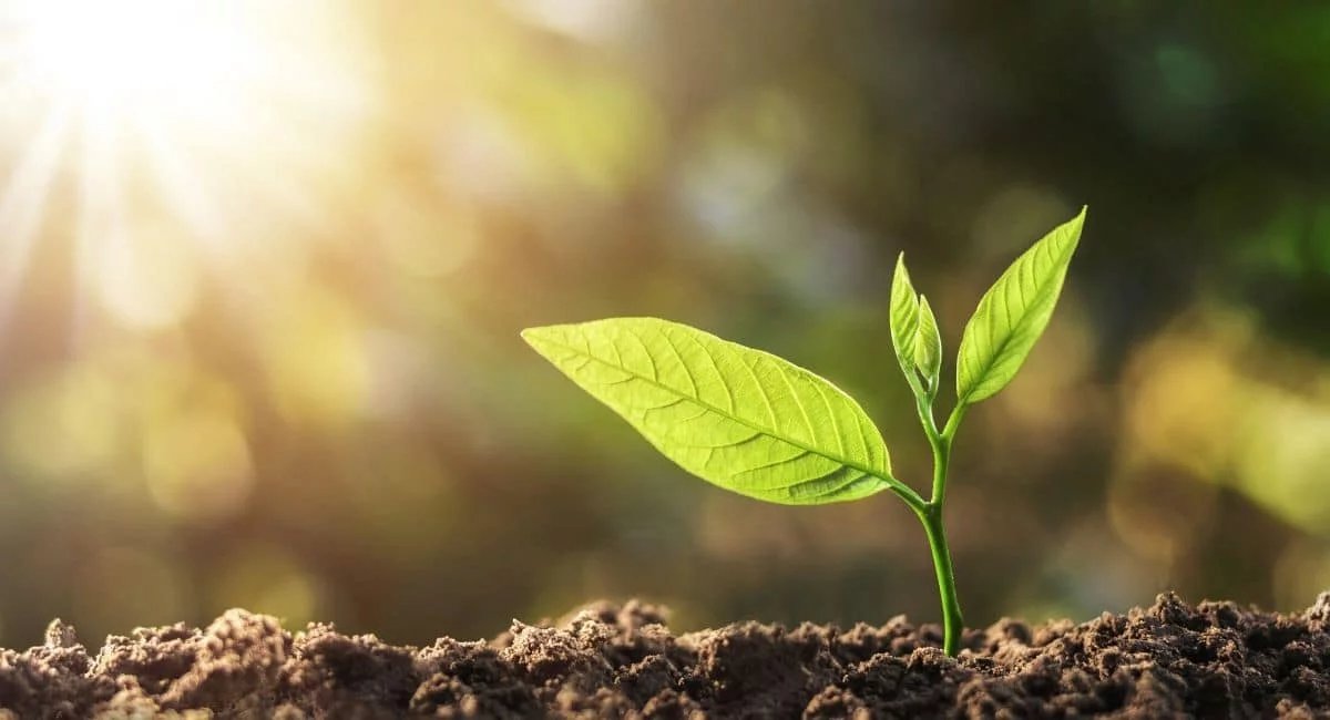 Thought of the Day:
Striking a balance between kindness and honesty is like being a skilled gardener. Genuine kindness is the water that nourishes the plants, understanding and supporting their growth, while honesty is the sunlight, sometimes harsh but absolutely necessary for