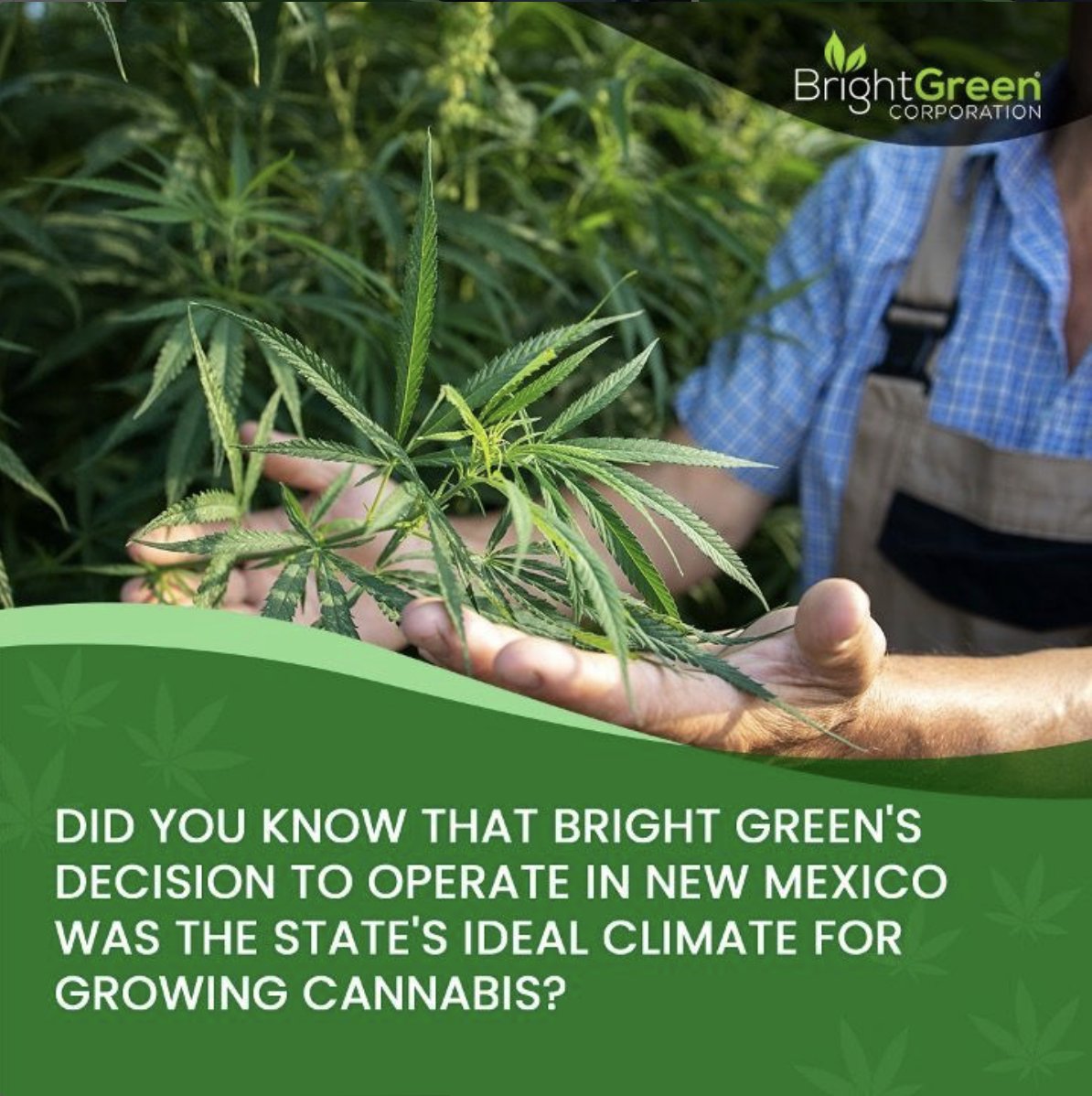 BrightGreenUSA's tweet photo. Did you know that one of the driving factors behind Bright Green's decision to base its operations in New Mexico was the state's ideal climate for growing cannabis? 

#BrightGreen https://t.co/Jnt0ILy4CK