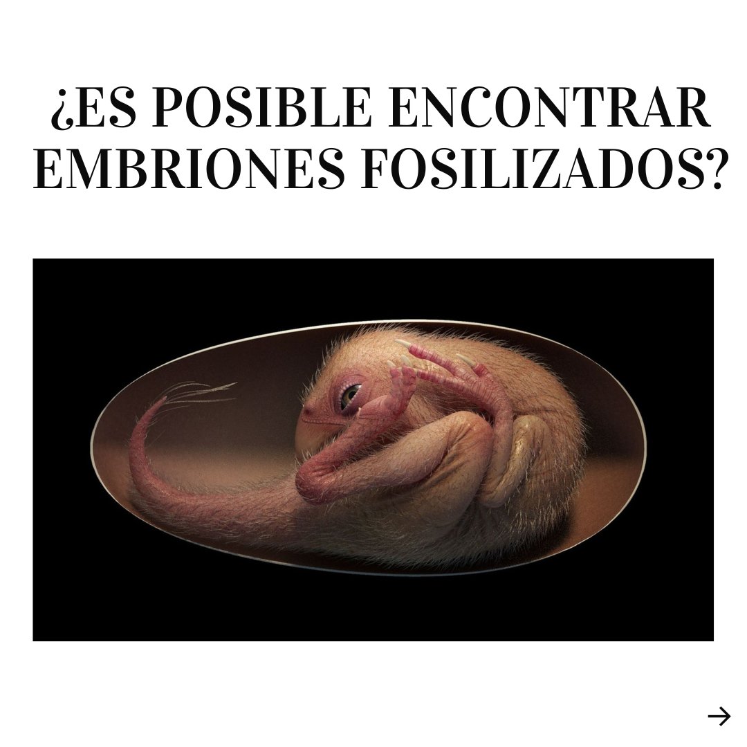 OODinoLab's tweet photo. ⏩Cuando venís a visitarnos, muchos de vosotros soléis preguntarnos si es posible encontrar fósiles de embriones de dinosaurio en el interior de los fósiles de huevos que han sido hallados. 
¿Conoces el caso de Baby Yingliang? ¡Sigue leyendo!👇 https://t.co/1WOrSKl8V2