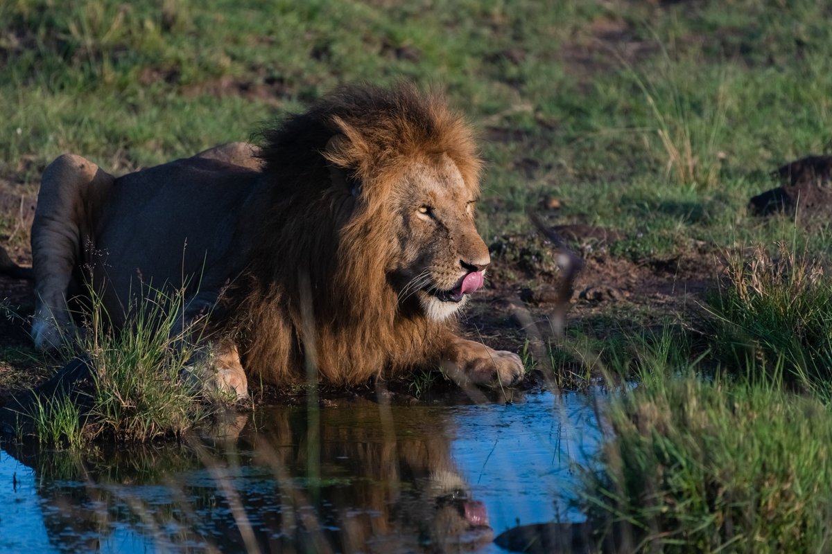 Morning Thirst | King Doa | Masai Mara
#endangeredanimals #animalsaddict #wildlifematters #lions #naturephoto #explore_wildlife #lionsofmara