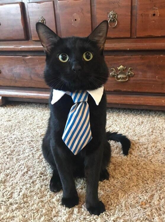 taehyun as cats (@taehyuncats) on Twitter photo 