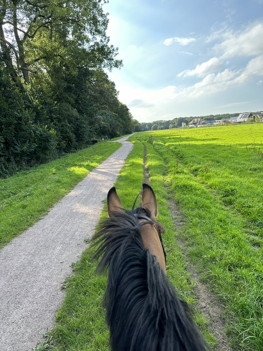 schoonhoven_b's tweet photo. Eerste van hopelijk vele solo buitenritjes met Jack gedaan en dus ook weer #lifebetweentheears #belgischwarmbloed https://t.co/32zalPOpzx