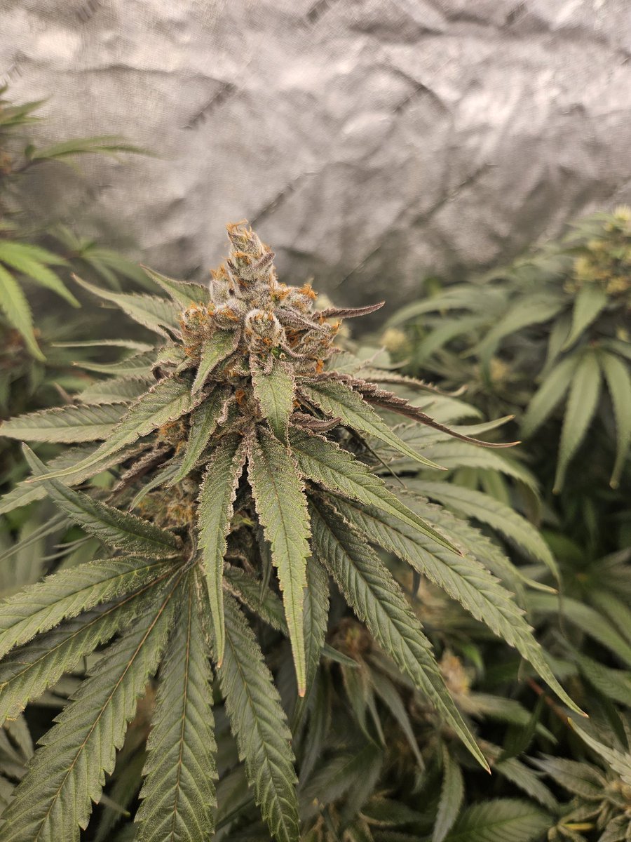 JamesHolleran22's tweet photo. Day 52 of flower for these @NorthCoastGen testers Cement Shoes x KK and Cement Shoes x Viet Black https://t.co/NdKtMBHXBS