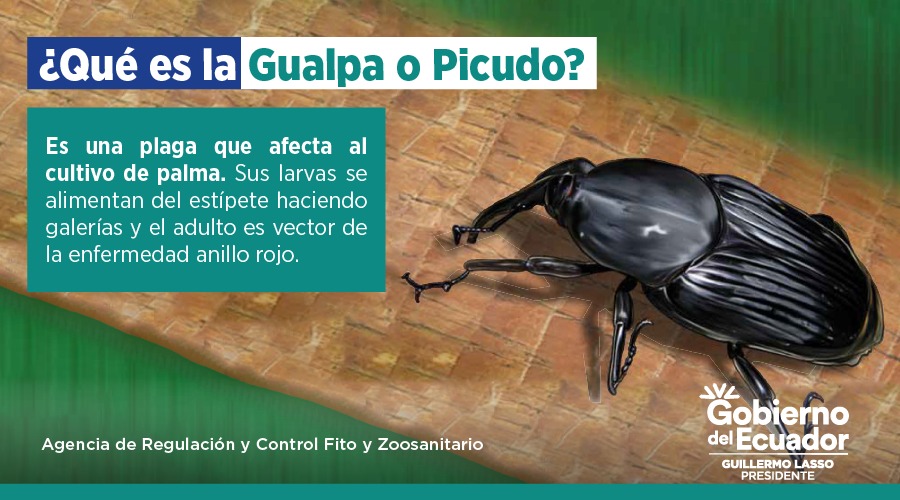 AgrocalidadEC's tweet photo. 📍Es un insecto conocido en Ecuador con el nombre común de "gualpa", en estado larvario se alimenta de plantas de palma africana, causando heridas y transmitiendo el vector del anillo rojo.

#NuestroTrabajoContinúa
#ControlaGualpa https://t.co/repCkZKZ8s