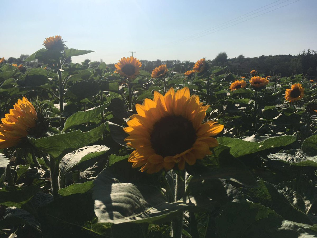 4/4: #stanhillfarm #pyo #pickyourown #kent #kentfarm #producedinkent #supportlocalbusinesses #carrots #courgettes #courgetteflowers #beetroots #marrows #minicucumbers #runnerbeans #sunflowers