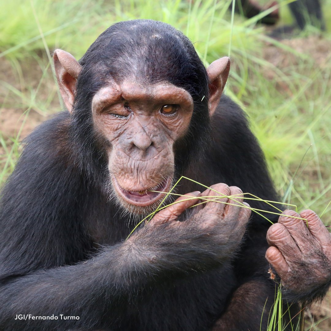JaneGoodallInst's tweet photo. Have you met Zeze? Zeze has had a blast with his friends at JGI's Tchimpounga sanctuary in Republic of the Congo. These chimpanzees will grow up together and create bonds of friendship that will last forever! Become (or gift) a Chimp Guardian today: https://t.co/GnEVAreyMG https://t.co/d9C1IE1JSb