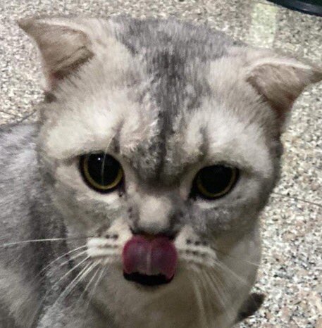 aoikyom's tweet photo. @ShouldHaveCat https://t.co/LEb5fUPzJX
