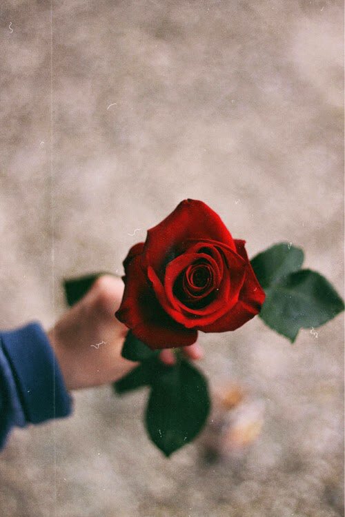 cicekhanim7's tweet photo. @digerkm https://t.co/xNTd6ftOzK