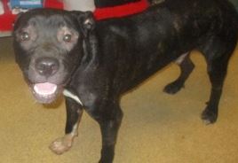 Parks Paws Pet of the Week!🐾Meet Beijing🐾
2 yr old fun active dog, sometimes bordering on hyper, but that is just his puppy at heart. With some training, he could be your workout buddy. His hair loss is being treated at the shelter. To meet this boy:spr.ly/6015PcKz9