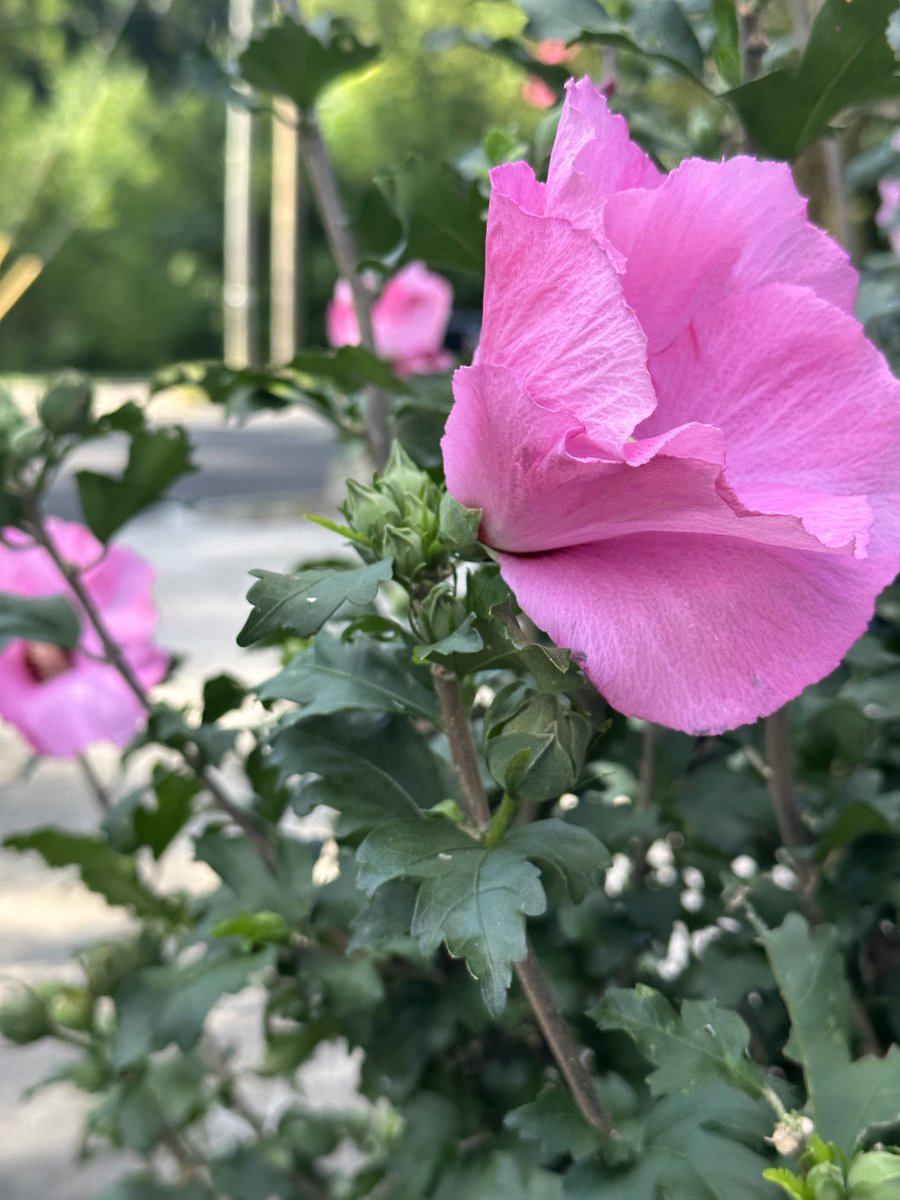 toconnell101's tweet photo. Blooms in the Wind https://t.co/2RmFxfuMii