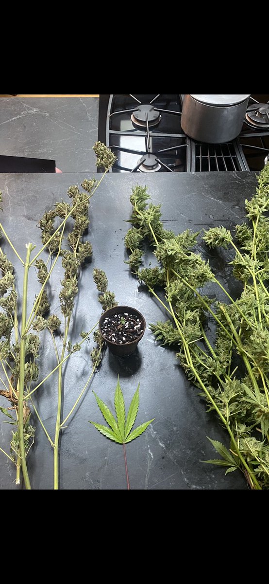 It’s been a while. Miss my Twitter buds. Thinking of y’all. The plant on the left is dried and ready to trim and jar. The plant on the right was just cut down and ready to hang and dry. The baby in the middle is ready to be put in soil. Working on keeping movement rotation