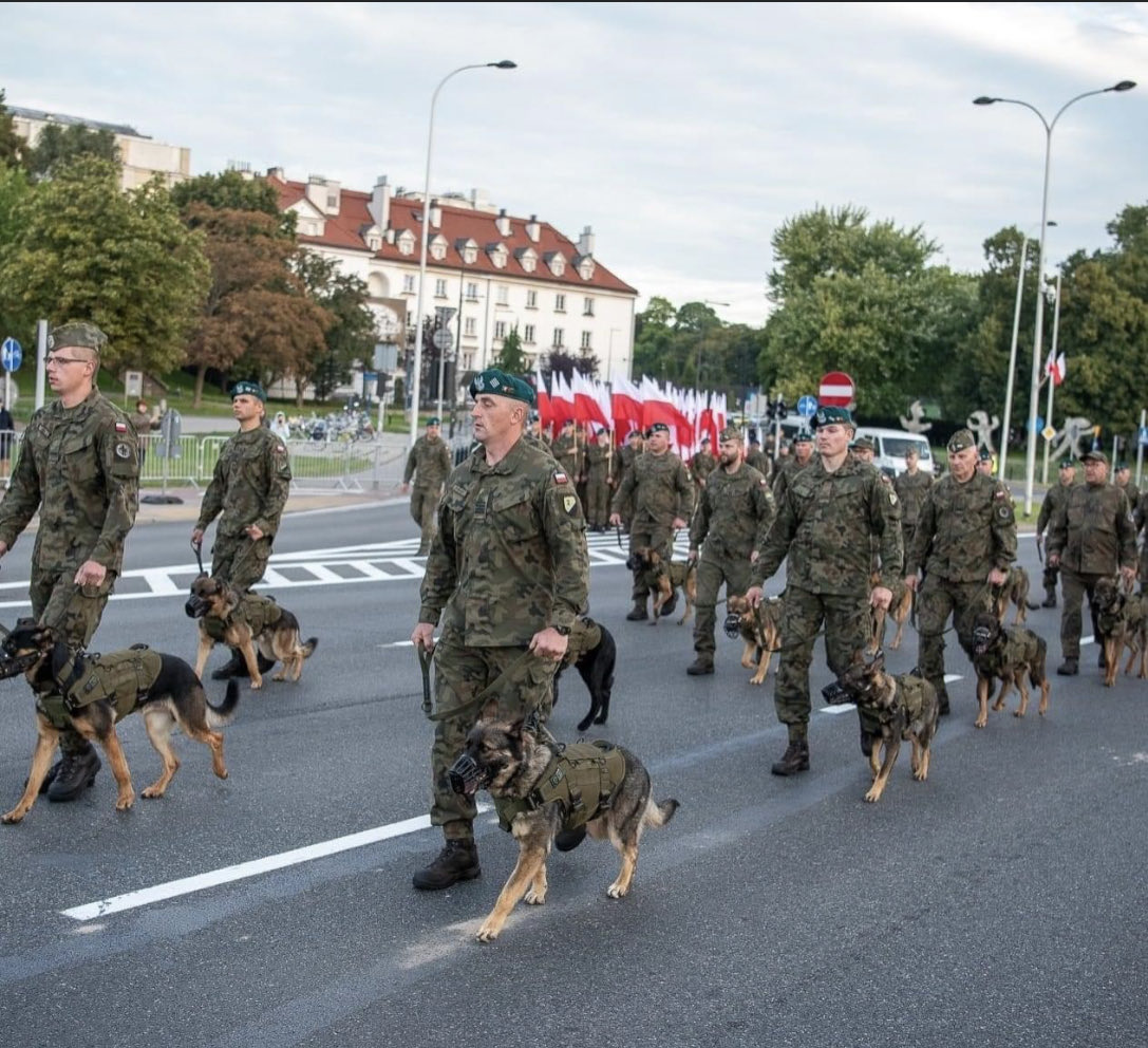 lis_tomasz's tweet photo. Prowadzić pieski w tej temperaturze, w kagańcach i bez zabezpieczenia łap przed gorącym asfaltem- wyjątkowo słabe. Mojemu wilkowi dziś nawet w cieniu jest ciężko. https://t.co/0W961UyF72