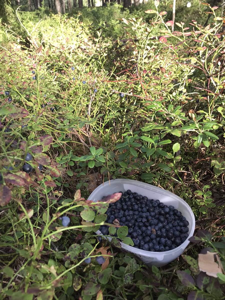 Nollasta sataan työhön paluun vastapainoa 🌲🍀