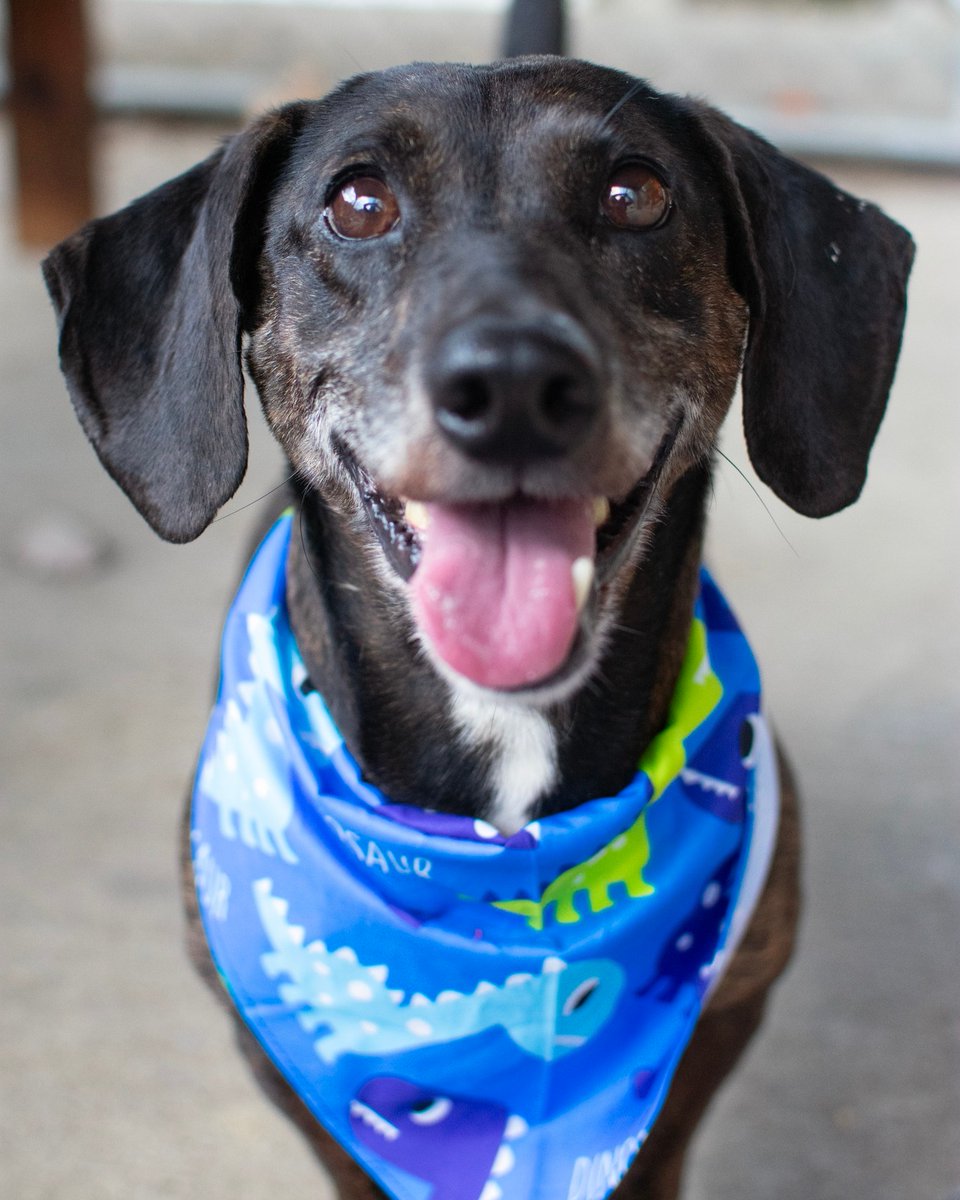 OpenDoorAnimals's tweet image. Meet Buddy 🐶: a quirky paradox – long-short dog with a heart full of jumbo shrimp dreams. Brilliantly silly, 5-year-old, 30 lbs of love. Adores all, furry or not. Party? Crowd? One-man show?🎉. Shelter&apos;s old news. I&apos;m ready for a happy chapter with you! 🏡 #AdoptBuddy