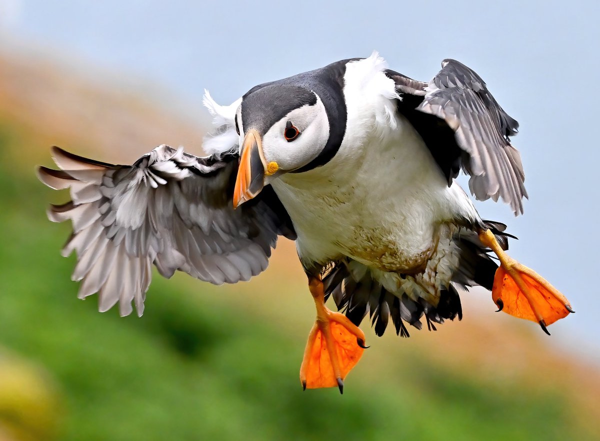 Carl Bovis tweet media