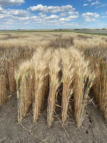 RJ Sigurdson tweet media