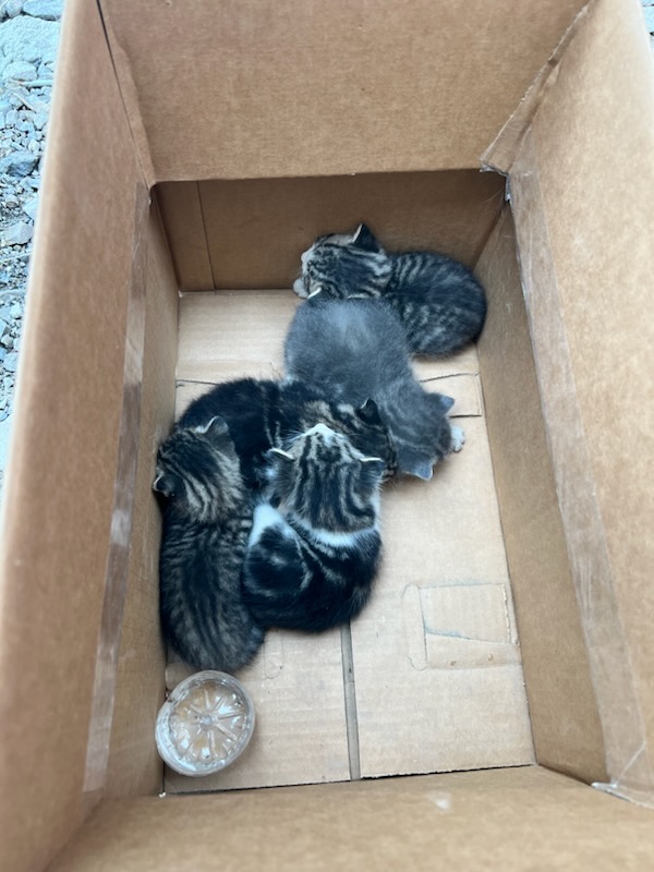 SWACOGreen's tweet photo. Here's the most recent SWACO save! Our employees heard their cries and rescued these little kittens from a dangerous situation. A team member took them all home to live happily on a farm. π±π₯°
We're so proud of the compassion and dedication of our SWACO team! #SWACOcares https://t.co/P9uY9gzQI3