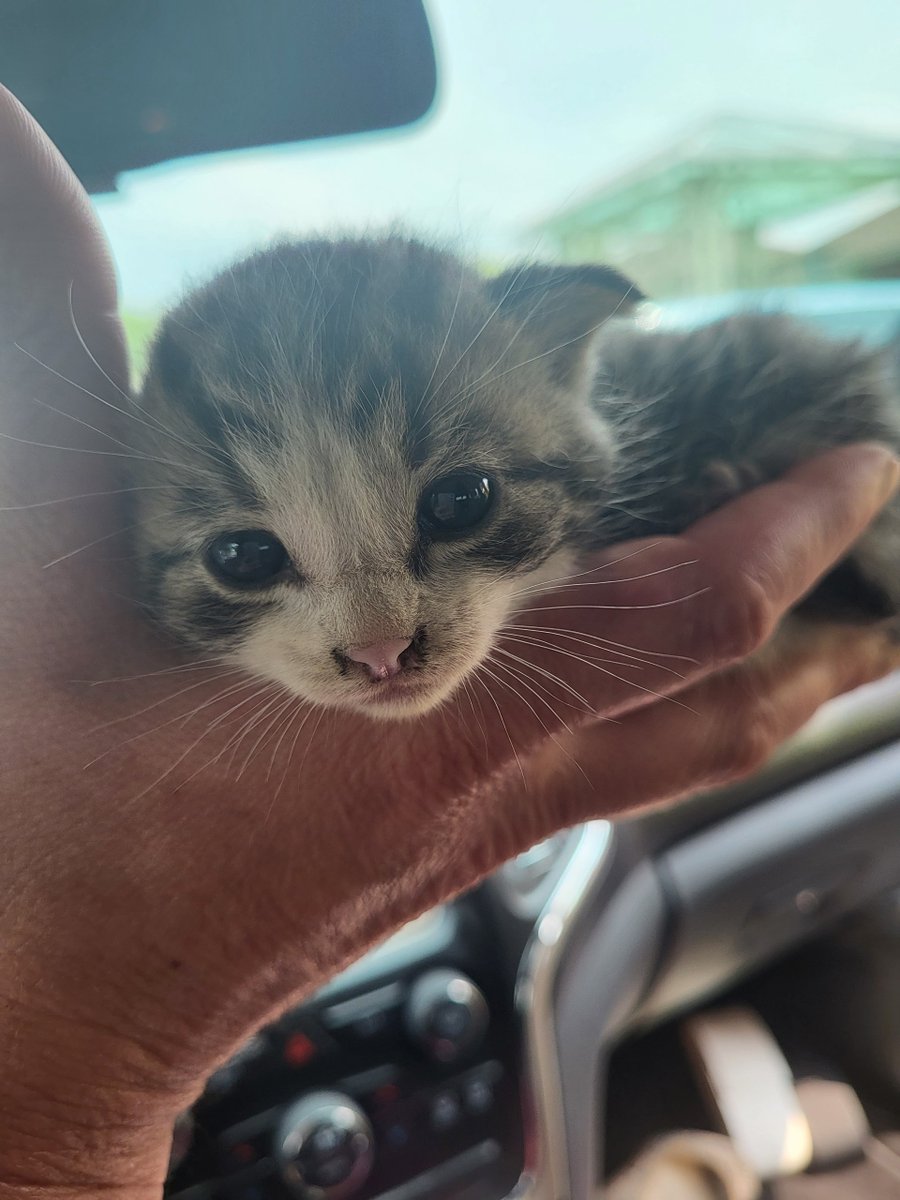 SWACOGreen's tweet photo. Here's the most recent SWACO save! Our employees heard their cries and rescued these little kittens from a dangerous situation. A team member took them all home to live happily on a farm. π±π₯°
We're so proud of the compassion and dedication of our SWACO team! #SWACOcares https://t.co/P9uY9gzQI3