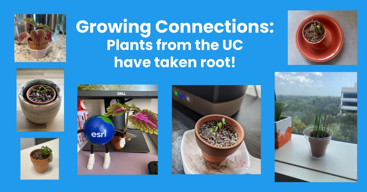 get_ChronoCards's tweet photo. 🌿📸 The desk plants we gave out at the #EsriUC are settling in nicely! It's wonderful to see how a touch of green (and pink!) can create a more vibrant and connected workspace.

Thanks to everyone who shared their plant pictures – here's to another year of growth in GIS! 🪴🗺📈 https://t.co/2h8EGUnXWF