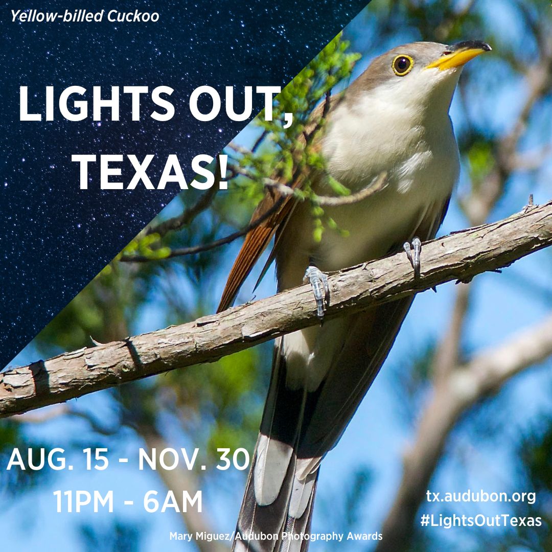 Happy first day of Fall Migration! Join us in going #LightsOutTexas this fall by turning all non-essential lights out from 11 p.m. – 6 a.m. until November 30 to protect the millions of birds traveling south to warmer weather!
#Texas #conservation