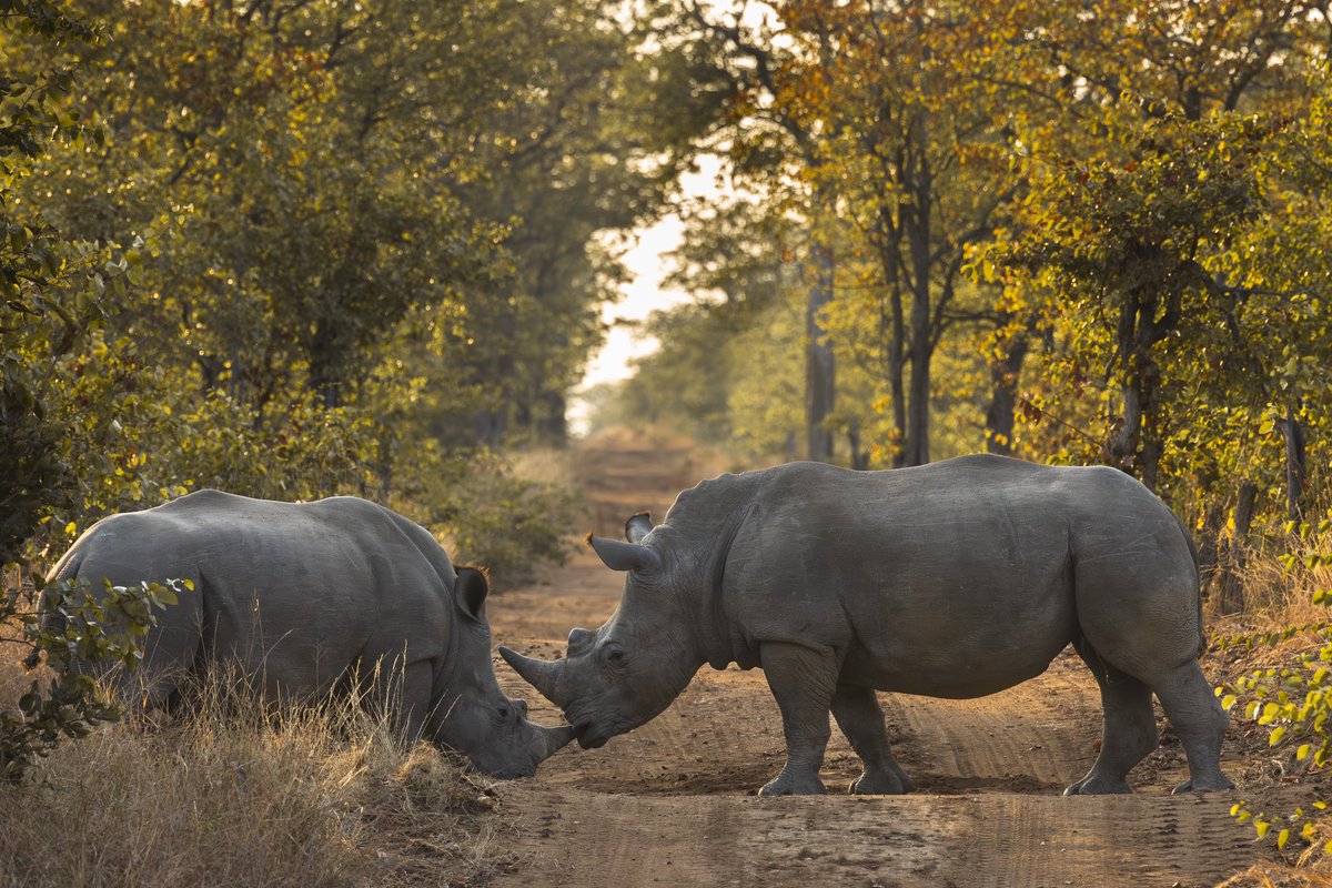 Rhinos are ancient survivors, having roamed the Earth for millions of years. They are a testament to the resilience of nature. Join @oursorai in honouring these magnificent creatures and preserving their rightful place. Together, we can ensure their legacy endures 🦏🌍