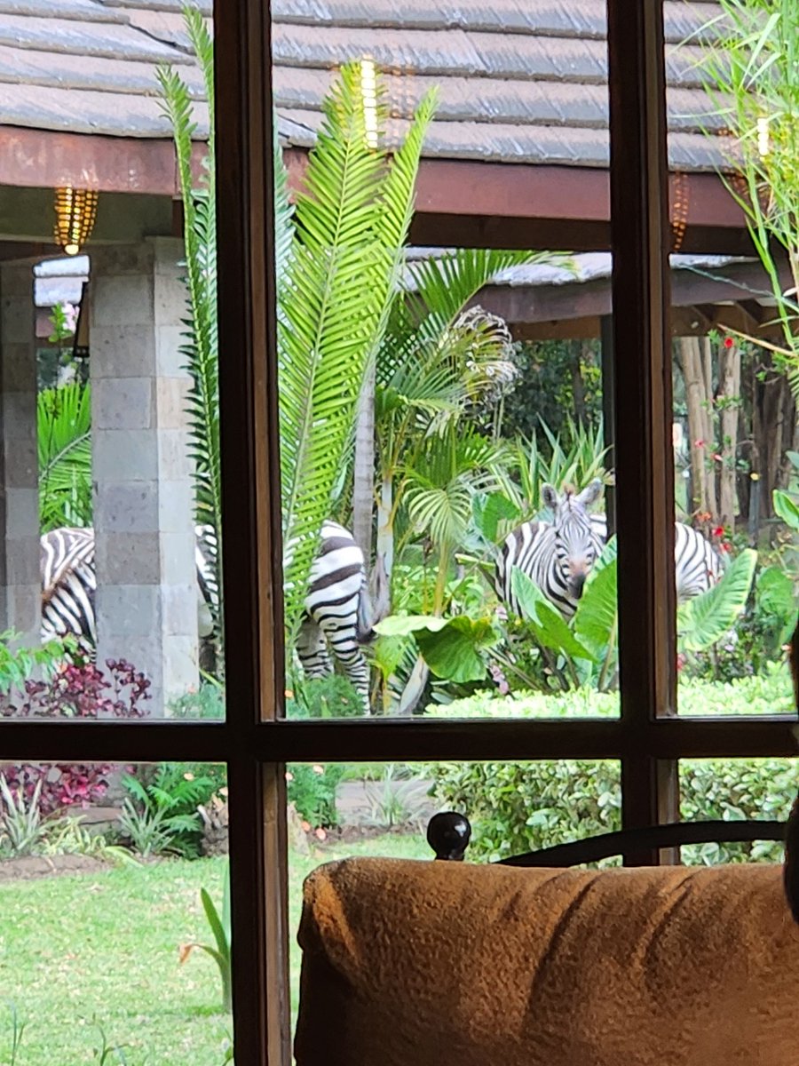 Dr Joan Myers OBE, QN, FQNI tweet media