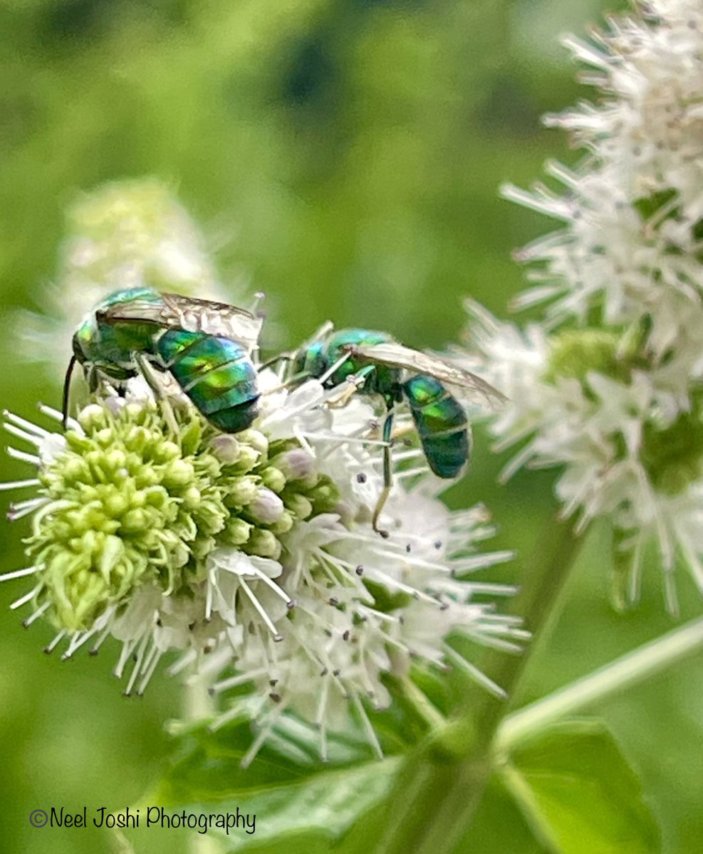 Beautiful metallic green sweat bees 🐝 feeding on nectar from mint flowers😊
