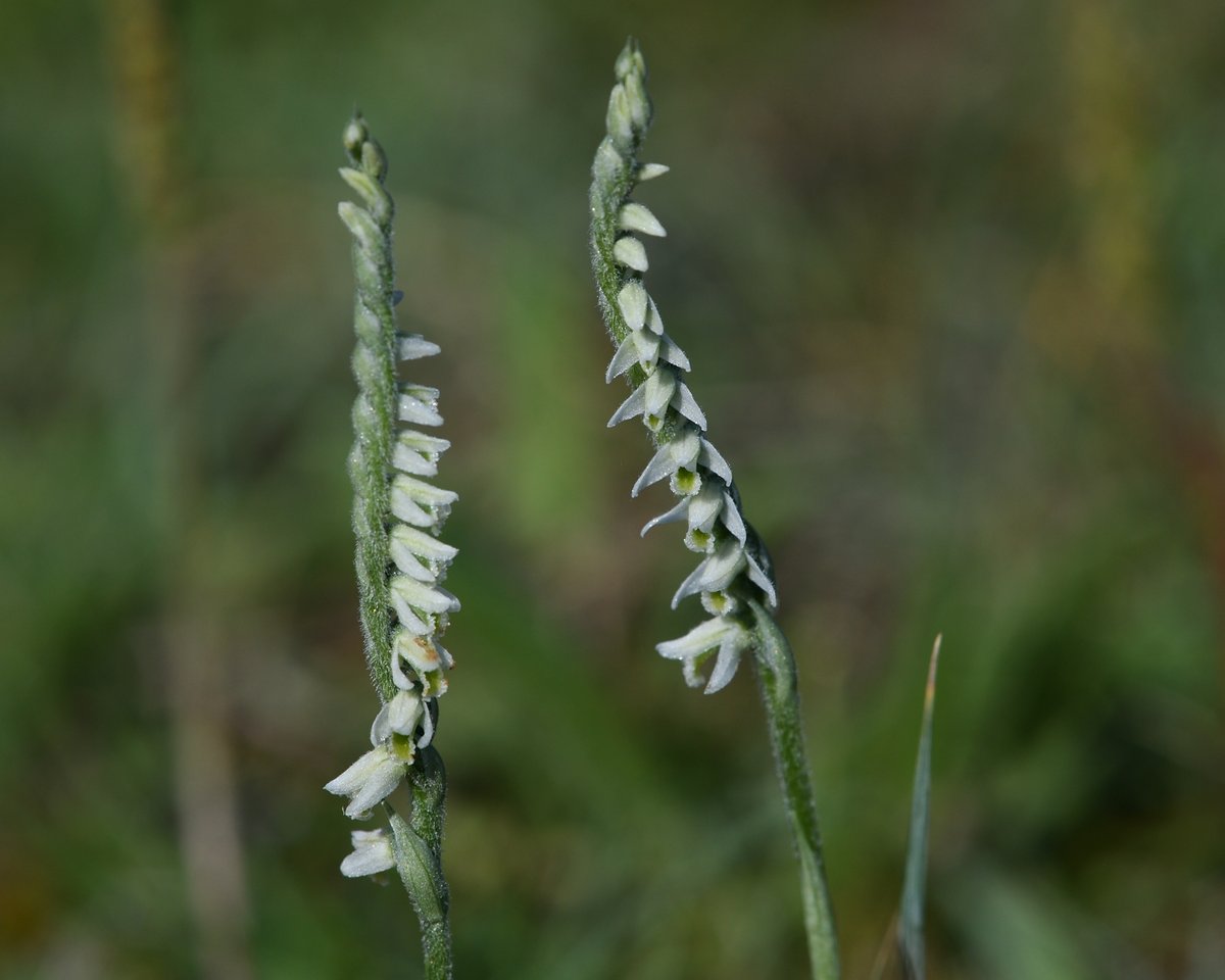 Some wider shots for context of the Autumn Lady's Tresses at Berry Head. Aren't they fabulous! #BerryHead @TorCoastCountry @Britainsorchids