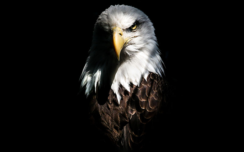 IdemTransInc's tweet photo. Idem | Work with eagle-eyed translators.
Accuracy, down to the last detail.
Our translators are meticulous...so your documents are error-free.

Click here to learn why Idem loves CRO's!
https://t.co/DvQEVKej3E https://t.co/5yBRQOdilA