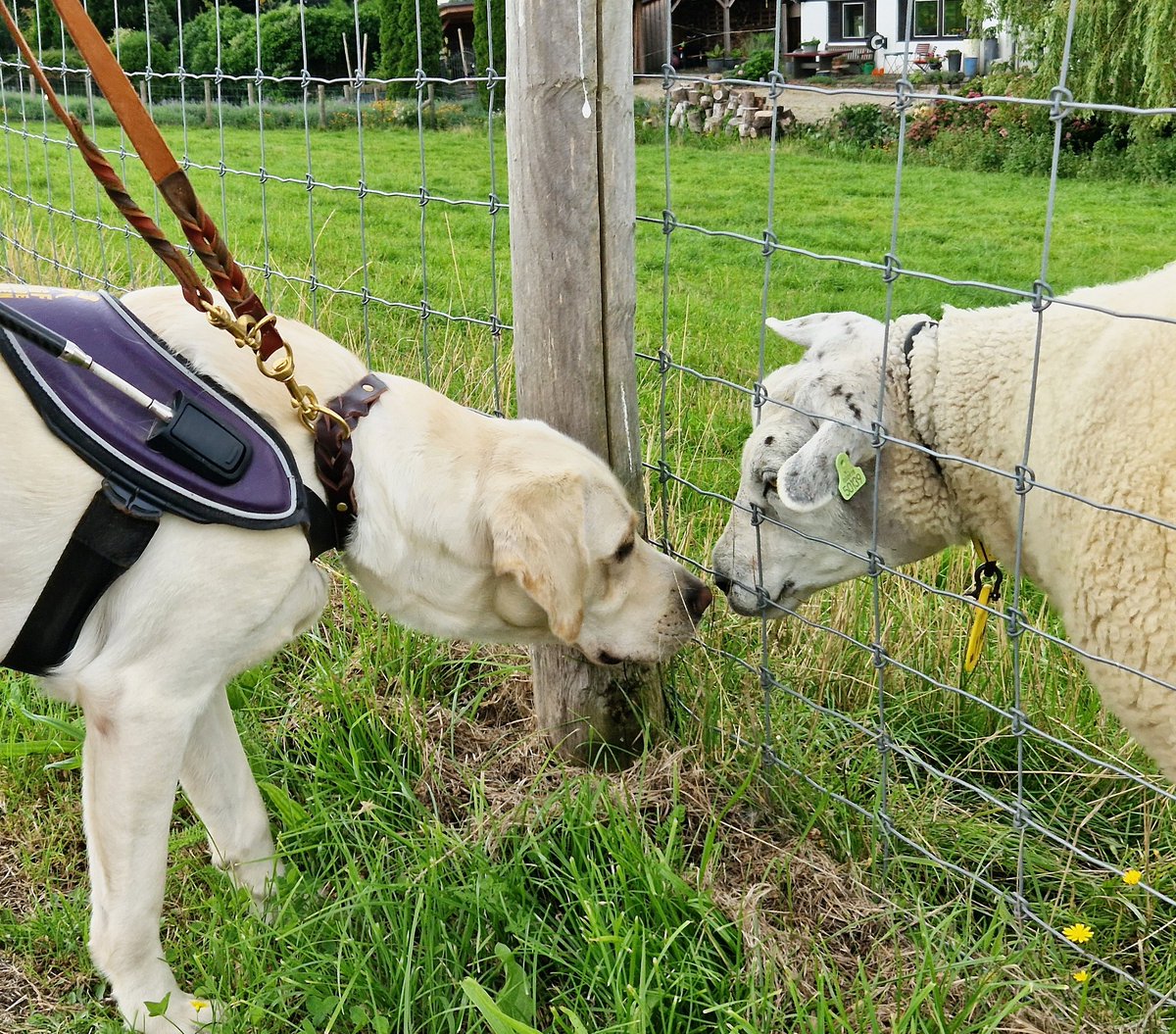 Tijdens een rondje polder even kennismaken met de dieren die we onderweg tegenkomen. 🐑
@KNGFGeleidehond #KngfGeleidehonden #LoveMyJob #Guidedog #Geleidehond