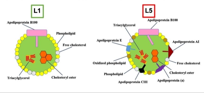 lipo_fan's tweet image. #Lipofan2023 #Hypothesis #L5 #V5

(1/13)

&quot;L5 is LDL fraction in which pathogenic activity of LDL is concentrated. Ratio of L5 to total LDL is ⬆️ in patients with hypercholesterolemia, indicating that in such conditions, changes occur not only in quantity of LDL, but quality&quot;