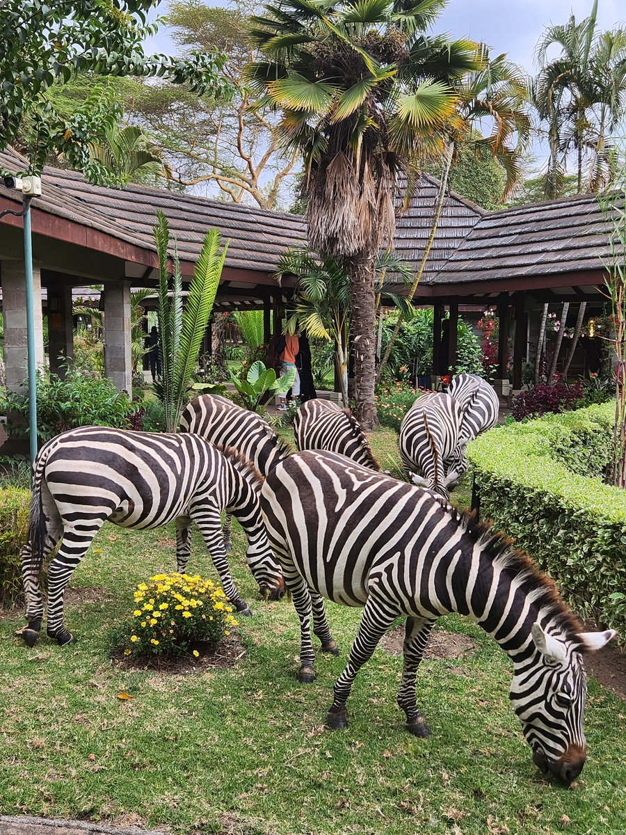 Dr Joan Myers OBE, QN, FQNI tweet media