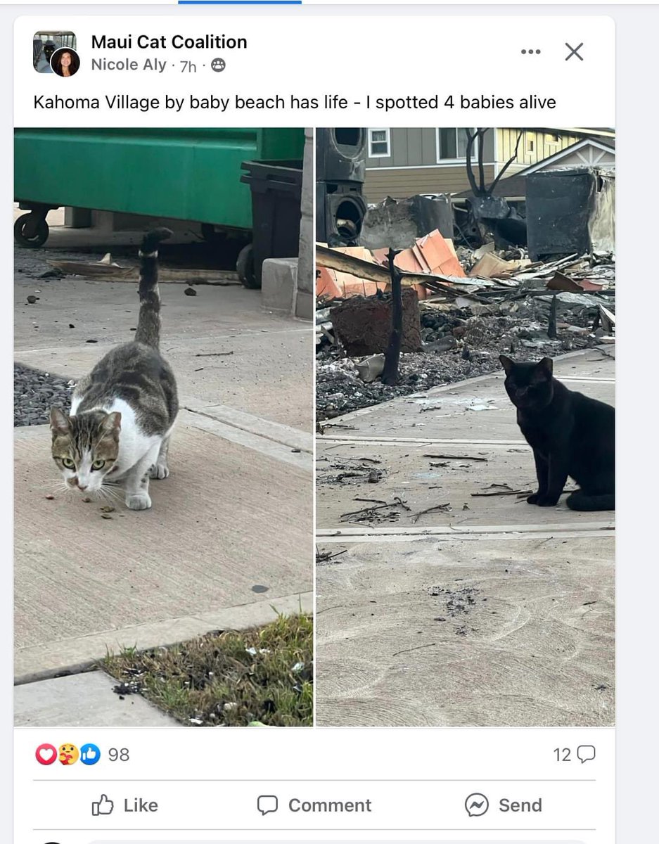If you find an injured or Lost Animal in the Lāhainā area, please  go to the pop-up veterinary clinic at Lāhainā  Gateway Plaza. If you can’t get a ride, call MHS officers at (808) 877-3680 x222 
🐶🐥🐾🦜🐾🐈🐾🐈‍⬛🐾🐴🐾💕
Attached are more #foundpets
❤️🙏 #Mauifires #lahainastrong