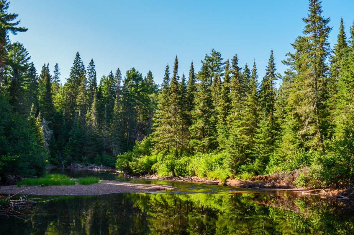 forestscanada's tweet image. #DYK that Ontario has approximately 85 native tree species? From coniferous to broad-leaved trees, they can be found across the province&apos;s four forest regions: the Hudson Bay lowlands, the boreal forest, the Great Lakes-St Lawrence forest &amp;amp; the deciduous forest. #TreeFactTuesday