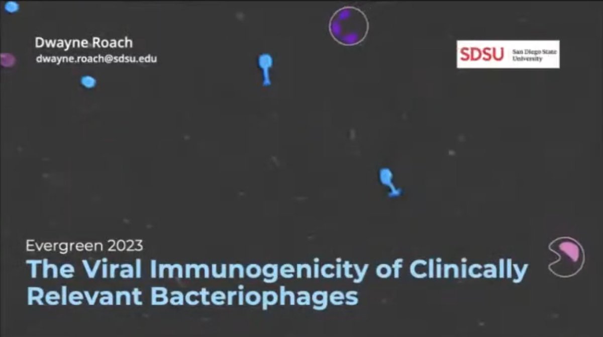 Did <a href="/DwayneR0ACH/">Dwayne Roach</a>'s talk @EvergreenPhage pique your interest? #NewPaperAlert ⚠ mdpi.com/1999-4915/15/8… re: immunogenicity of phages! 🧫"Our work suggests... phages are unlikely to inadvertently cause excessive neutrophil responses that could dmg tissues and worsen disease." 1/2