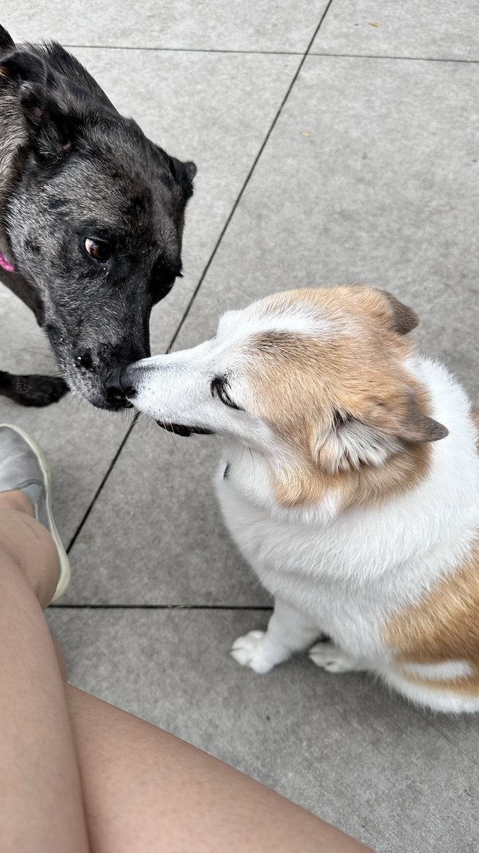 sandraxli's tweet photo. @Venmo @sandraxli my dog is cute https://t.co/3MMU9P2kZw