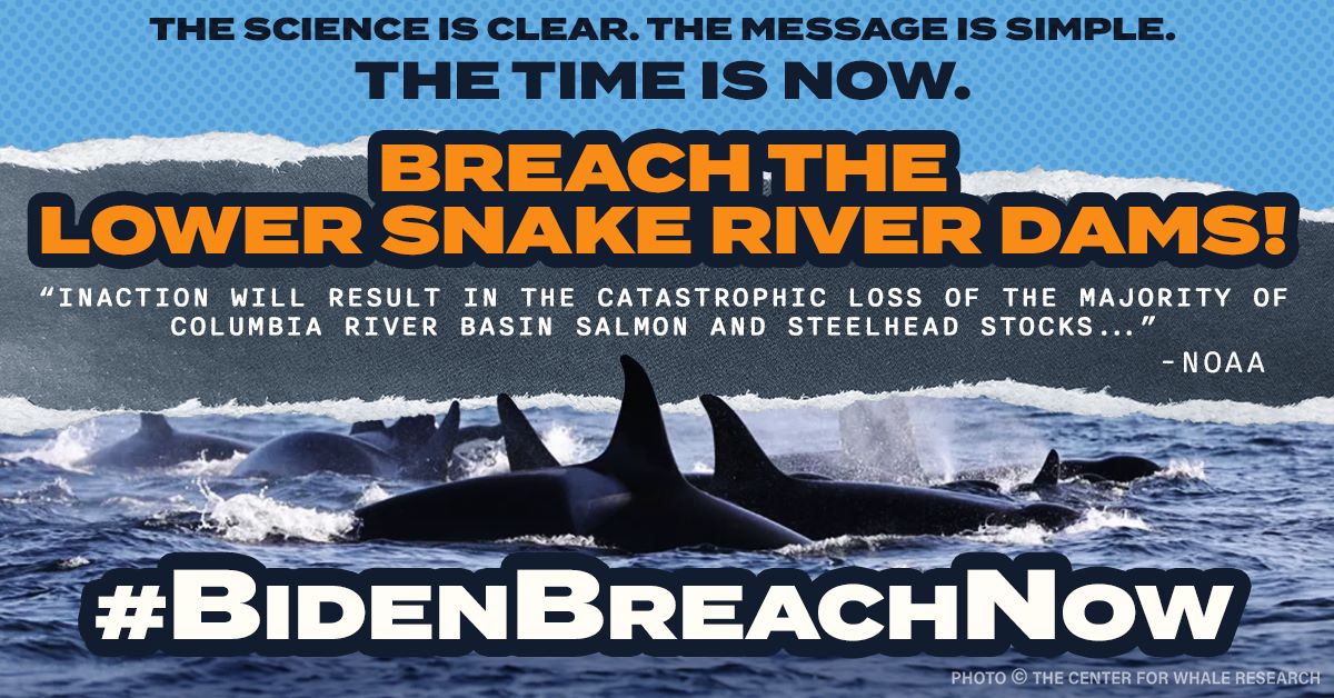 I just left a message with the Whitehouse. Begged her to tell Biden to make an executive order to breach the dams. She said they've been getting a ton of calls. KEEP CALLING! You can leave comments Tues. to Thurs. between the hours of 8:00 - 12:00 (202) 456-1111 #BidenBreachNow