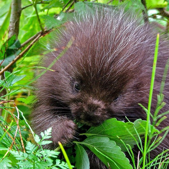 USFWS's tweet photo. YOUR TIMELINE HAS BEEN PORCUPETTED.💥 https://t.co/phNHf4AzaQ