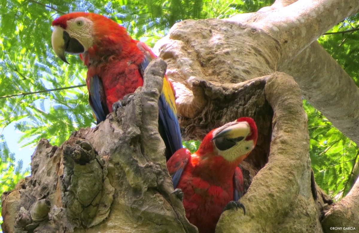 WCSNewsroom's tweet photo. For @WCSWildAudio S3 E5, we spoke to the @Guatemala_WCS program to learn about #conservation of #scarletmacaws.
By hand-raising chicks, @TheWCS staff help these wild #parrots, among the world's largest, survive until they can fly.
Listen: https://t.co/v7ndXg6JF5 #wildlife https://t.co/qMPgfzwSCN