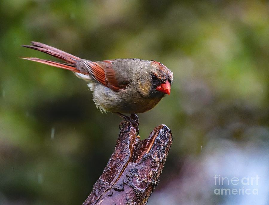 ampomata's tweet photo. "Female, Northern Cardinal Doesn't Look Happy". Check out this excellent photo by Cindy Treger here: https://t.co/RyN8OcHxdO
#nature #wildlife #insects #fruit #art #work #northern #cardinal #cardinalis #black #mask #red #bird #seeds #seed #feeder #pa #east #berlin #lake meade https://t.co/Wi5uDnMOdo