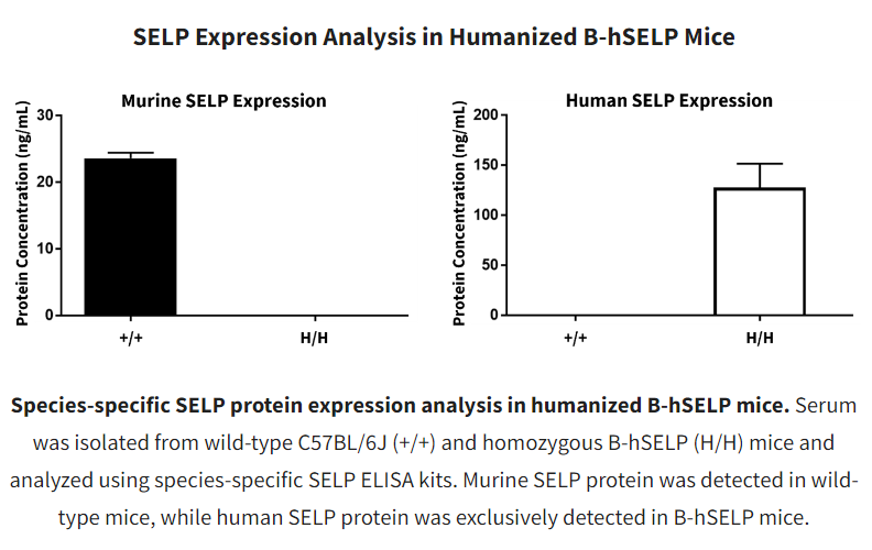 bio_mice's tweet photo. Check out our B-hSELP mice: https://t.co/YeTzNOsi8g #mousemodel #tumormodel #immunecheckpoint #humanizedmodel #preclinicalresearch #invivo #therapeutics #immunotherapy #antitumortherapy #cancertherapy #cancerresearch https://t.co/Z8dQeBjP7k