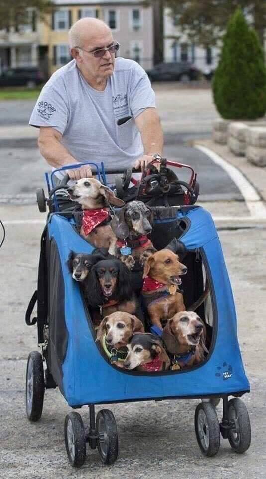 This man has rescued and adopted dogs who have lost the use of their back legs, and every day he walks them to the dog park, where he reattaches their 'wheels,' so they can play. Faith in humanity restored 🐾 send your love to this sweet family! ❤️